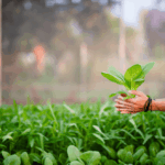 B.Sc. (Hons.) Agriculture