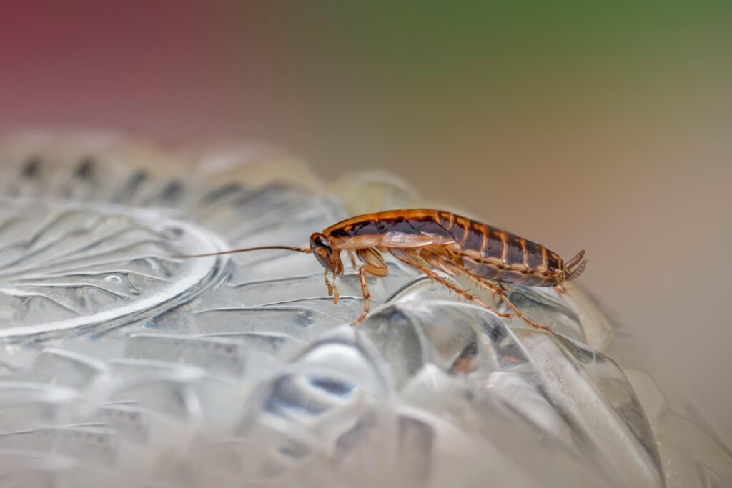 Public Health Entomology
