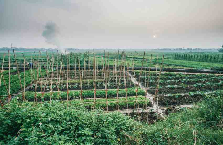 Agribusiness Management