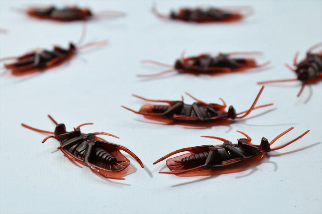 Public Health Entomology