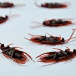 Public Health Entomology