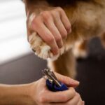Pet Grooming