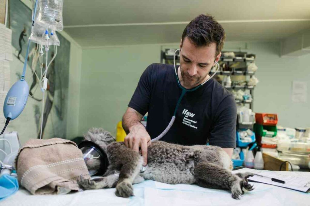 Veterinary Medicine