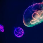 Marine Biology