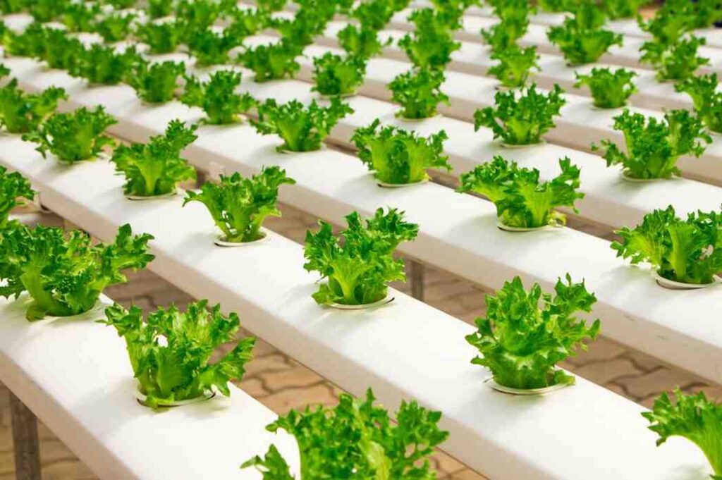 Organic Farming
