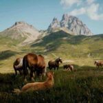 Animal Husbandry
