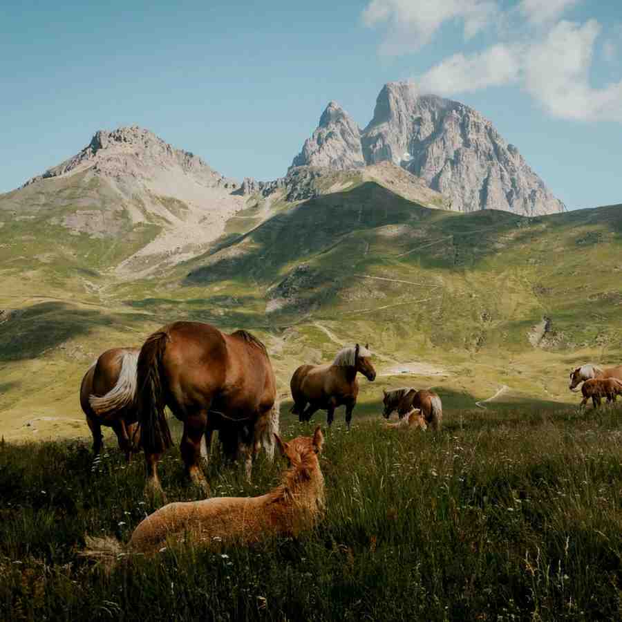 Animal Husbandry