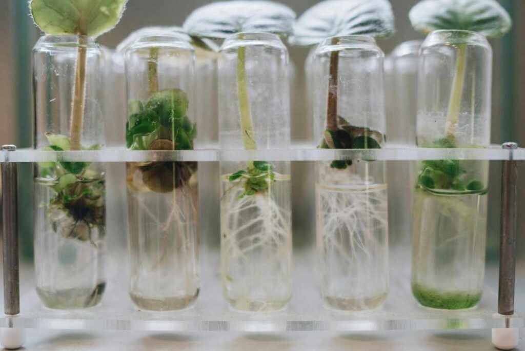 Agricultural Biotechnology