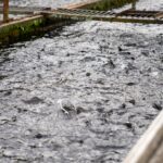 Fisheries Science