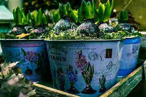 Horticulture