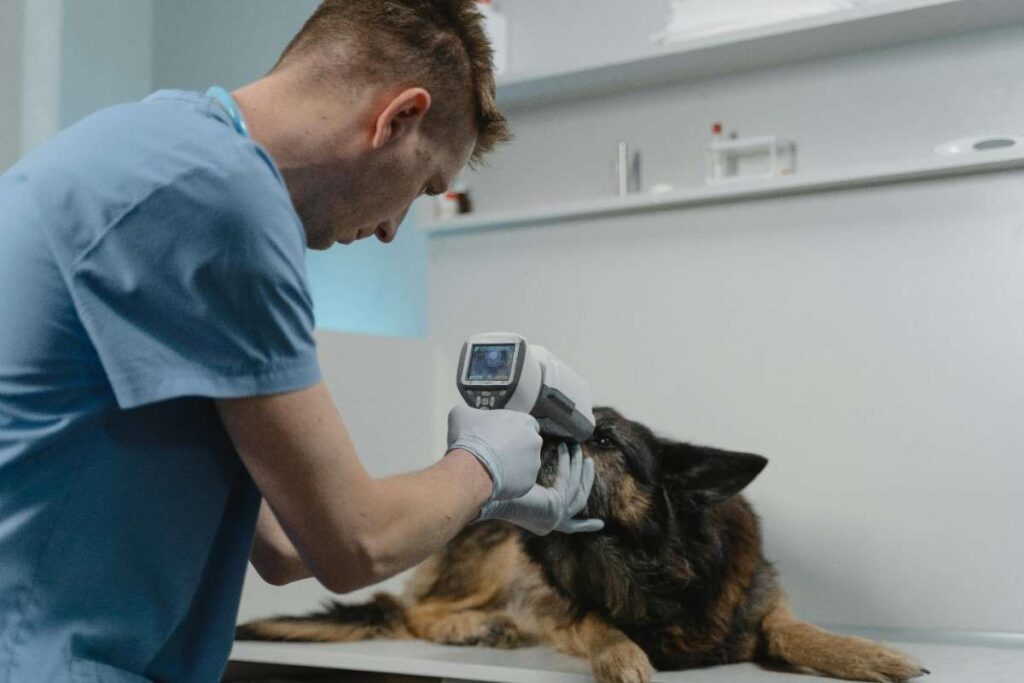 Veterinary Medicine