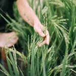 Agroforestry