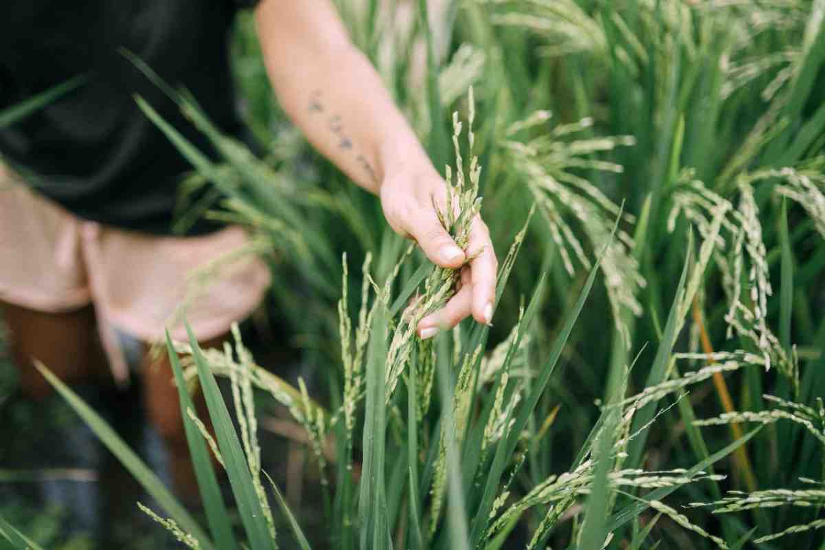 Agroforestry