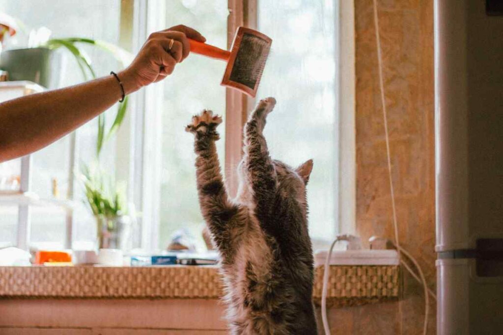 Pet Grooming